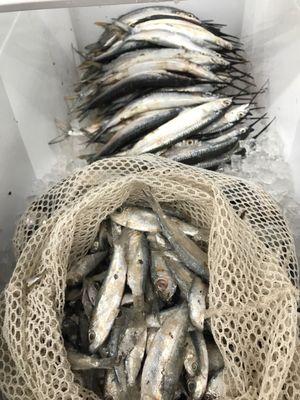 Fresh sardines and ballyhoo