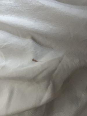 Blood spots on sheets