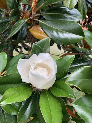 Magnolia on the property!