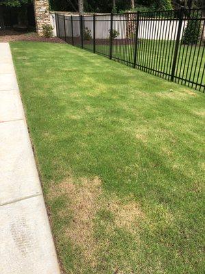 Grass dead and yellow, they treated it when it was to hot outside and made the yard look horrible.