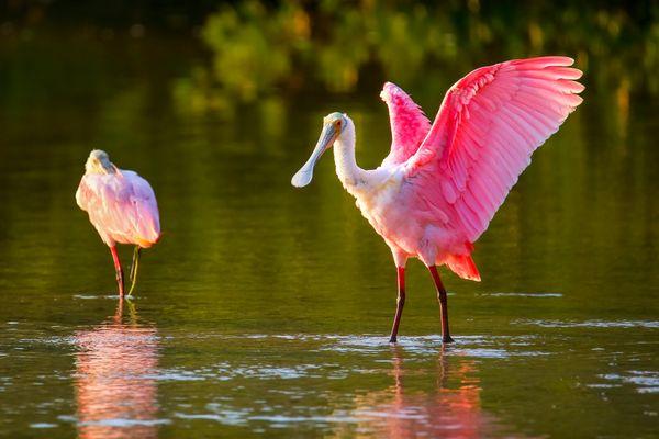 The amount of nature you see on a boat tour is amazing!