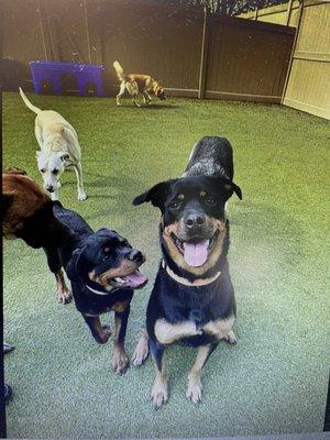 This is Roxy being a big sister to another dog at doggy daycare