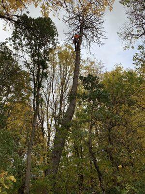 Dead Pine Tree Removal