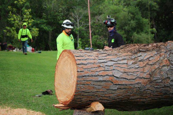 Large tree removal