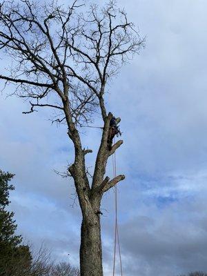 Tree work in Dennis