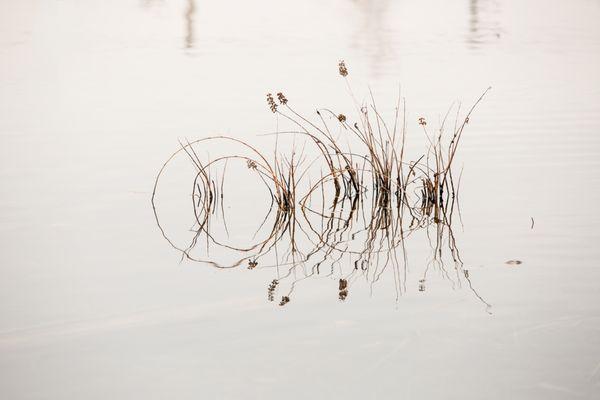 Water reeds and reflections.