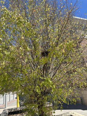 Dove nest at Walmart