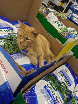 Kernal, one of the shop kitties. Found on the grass seed.