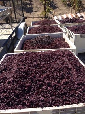 Crushing grapes