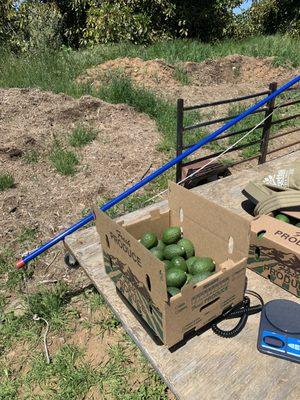 Harvesting Organic Hass Avos for our customers