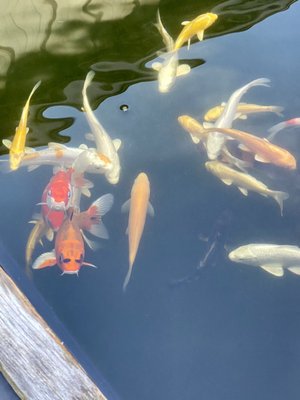 Koi