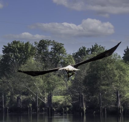 Eagle with fish