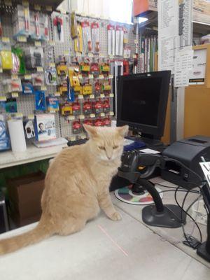 Frankie the store cat,  ready to help me with the checkout