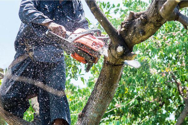 Tree Removal Service