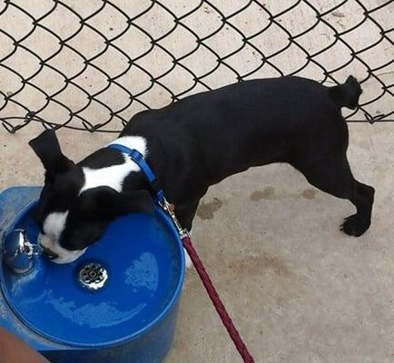 McAllen Dog Park