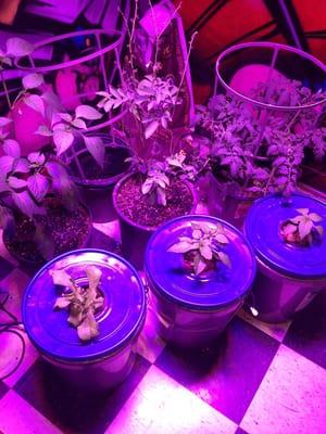 Growing supplies and nutrients