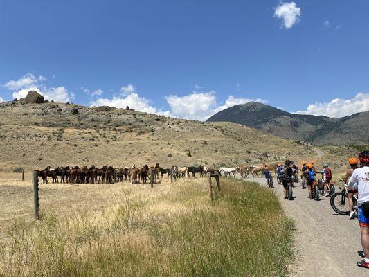 Our ride pasted the horse ranch.