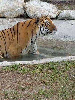 Spike loves his pond