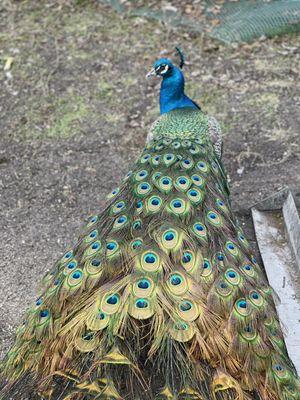 My Pet Peacock