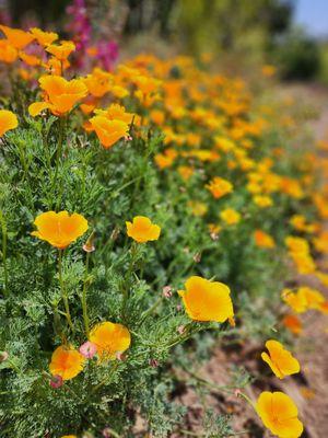 California Poppies!