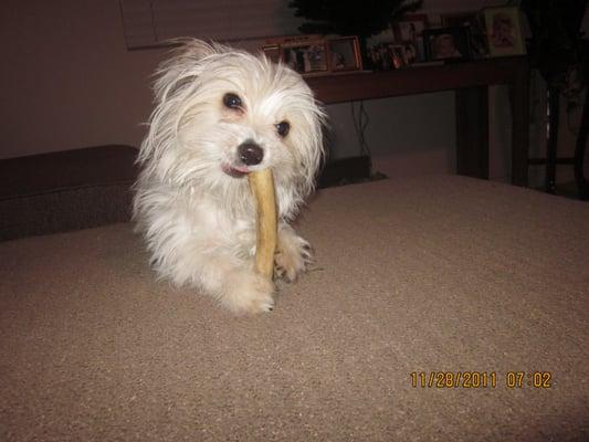 Scotland chewing  his favor bone