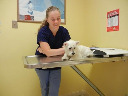 Arlington Animal Hospital