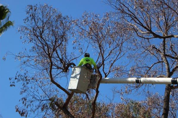 Bucket truck equipment for dead trees