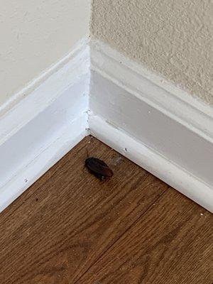 Roaches as roommates