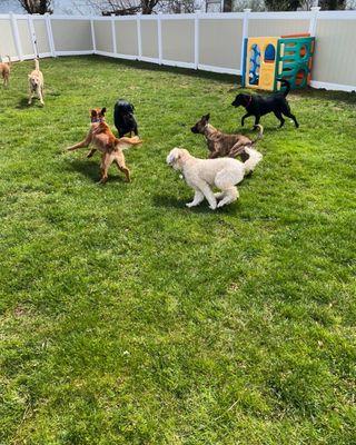 Our Dogs in our fully fenced Large Grass Yard.