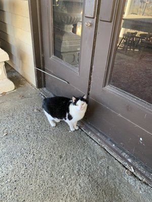 Chipper the shop Cat ...