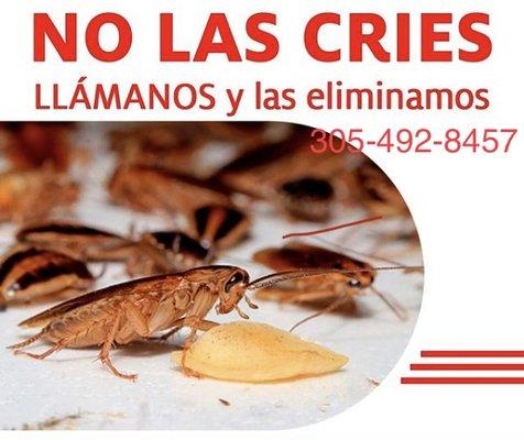 Armando Pileta Pest Control