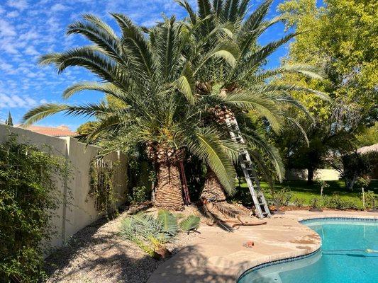 Trimming palm trees