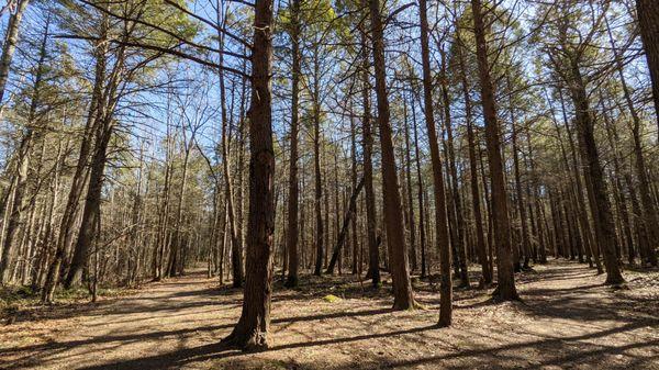 Ferry Beach State Park