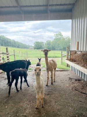 Long Hollow Suri Alpacas