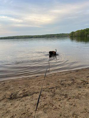 Happy swimming dog at the lake