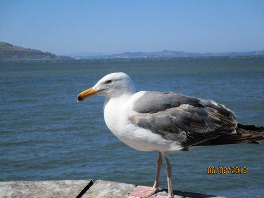 sea bird seeking opportunity to steal!