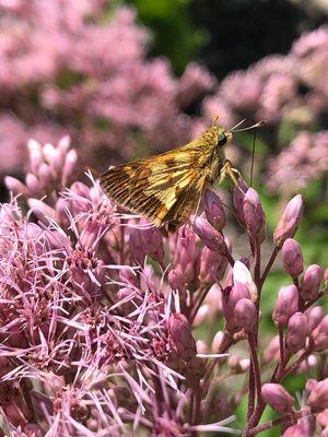 native plants bring life to your garden like this skipper on joe pye weed