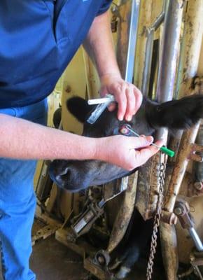 Dr. Jeff DeMint performing a swab for a culture