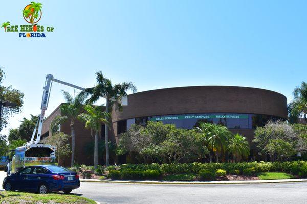 50 palm trimming, 2 palm removals & 2 oak trimming done for our client today.