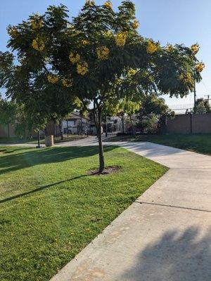 Neighborhood entrance behind the tree