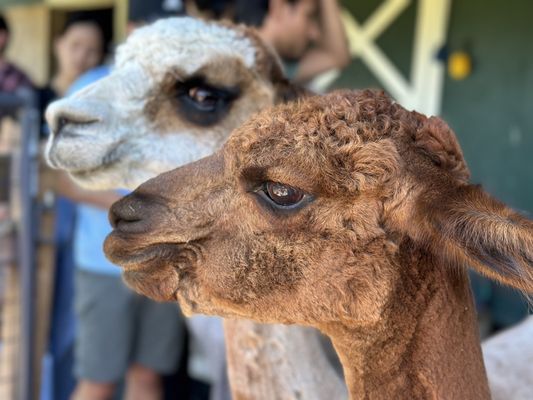 Sawdust Hill Alpaca Farm