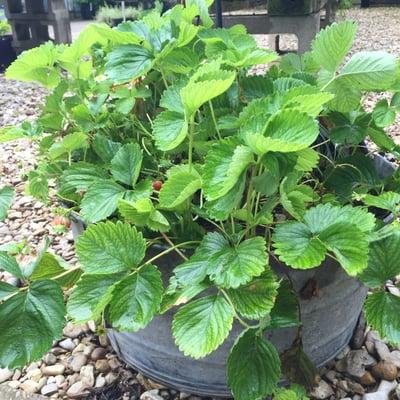 Strawberry plant