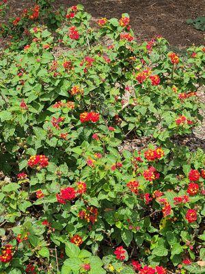 Lantana  06-06-2020