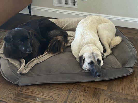 Out happy girls resting after a full day of training and fun at the PE Dog Training facility.