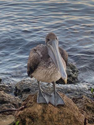 Environmental Consultants of Florida