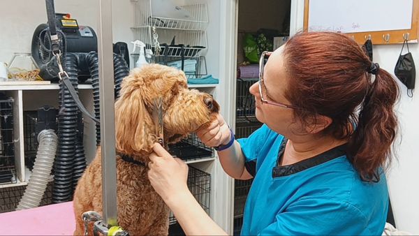 Stephanie with a dog spa client.