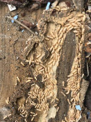 Live termite workers uncovered in scrap wood around clients home.