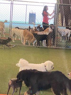 Large dog 1 and 2 playgrounds