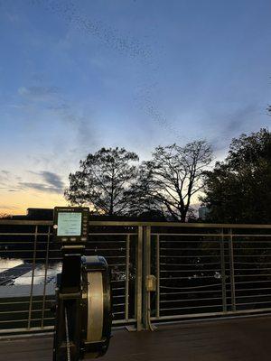 If you're lucky you'll see the bats during the winter evening classes!