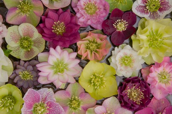 Hellebore Festival 2017